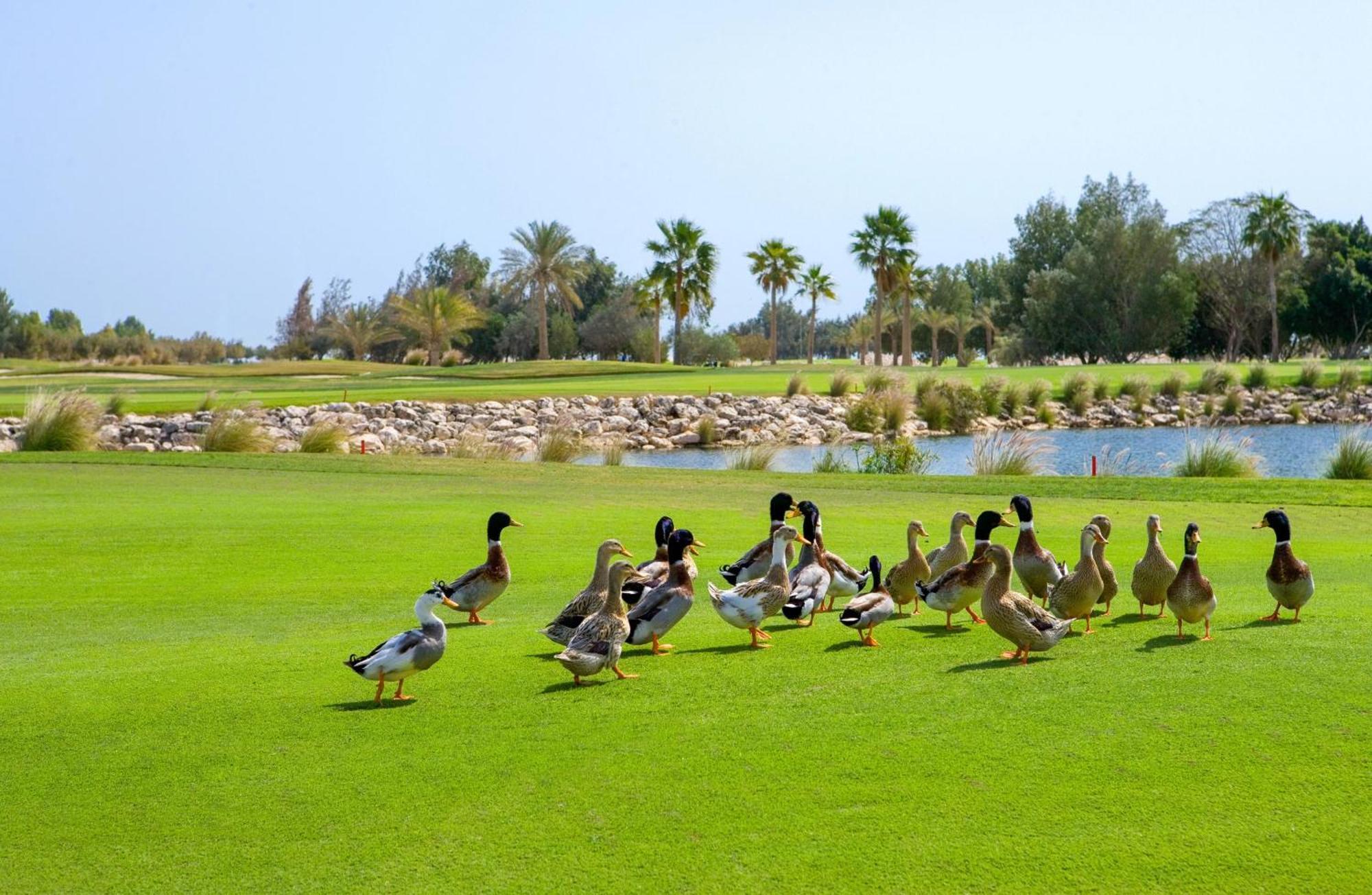 Velero Hotel Doha Lusail Luaran gambar Ducks at the golf course